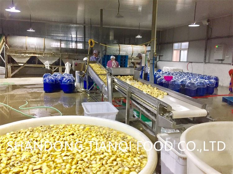 Factory white mushroom in plastic drums Factory white mushroom in plastic drums