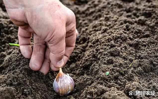 Fresh white garlic cloves in brine in drums