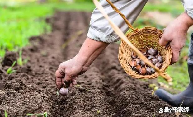 Peeled white garlic in brine in drums