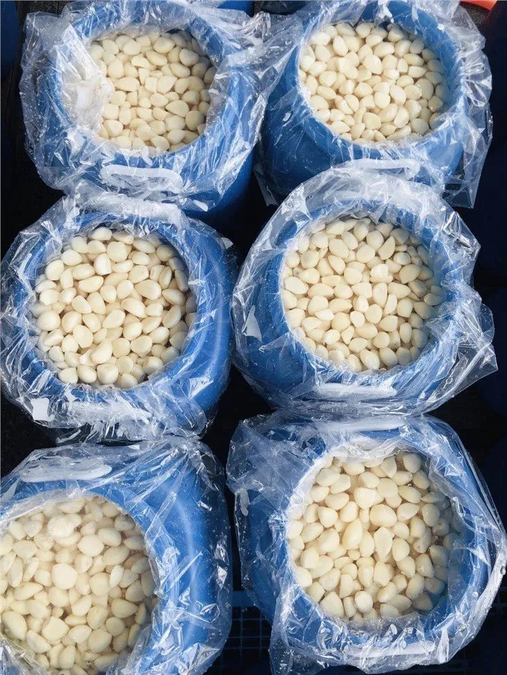 White garlic cloves in salty water in drums
