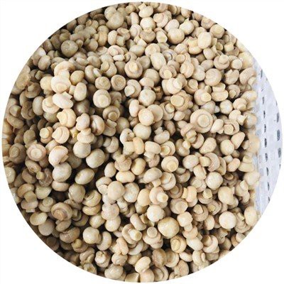 فطر مالح في برميل