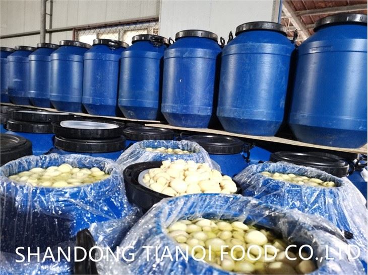 Plastic drum packing white whole mushroom in salted water