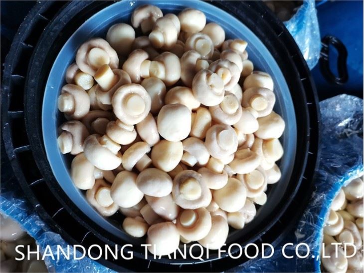 Preserved food mushroom in drums