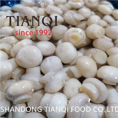 فطر شامبينيون المزروع في محلول ملحي في براميل