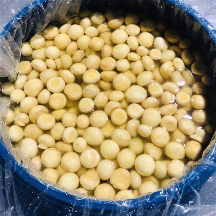 Cultivated White Mushroom in Brine in Drums